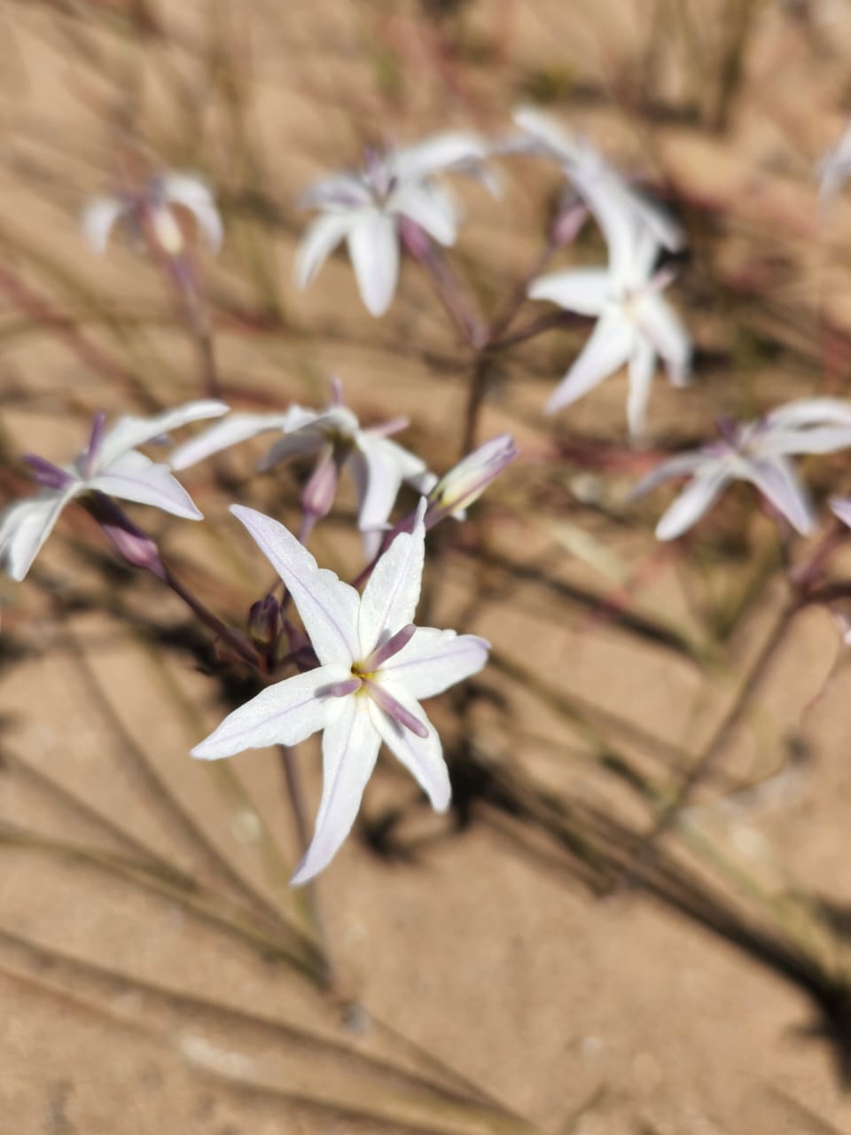 Huilli durante el fenómeno del Desierto Florido